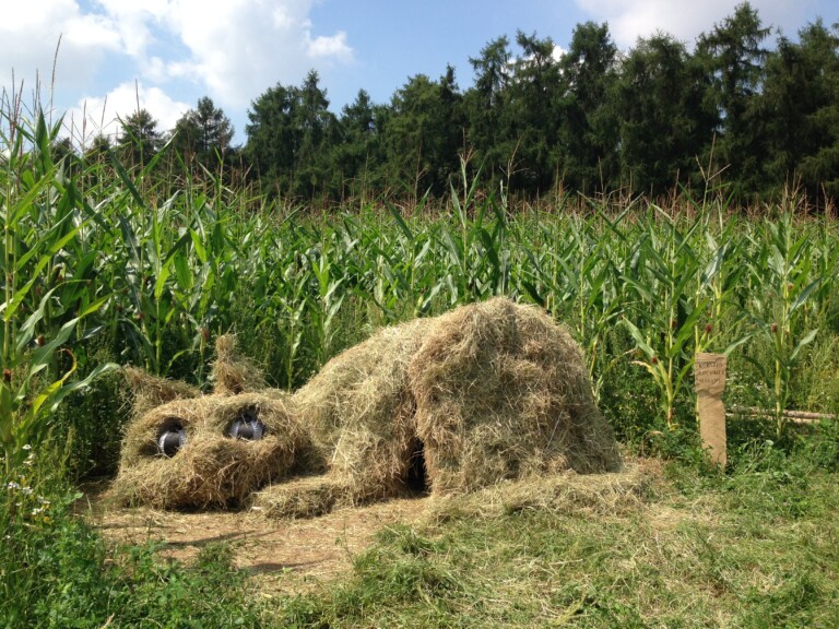 Heukatze im Maisfeld